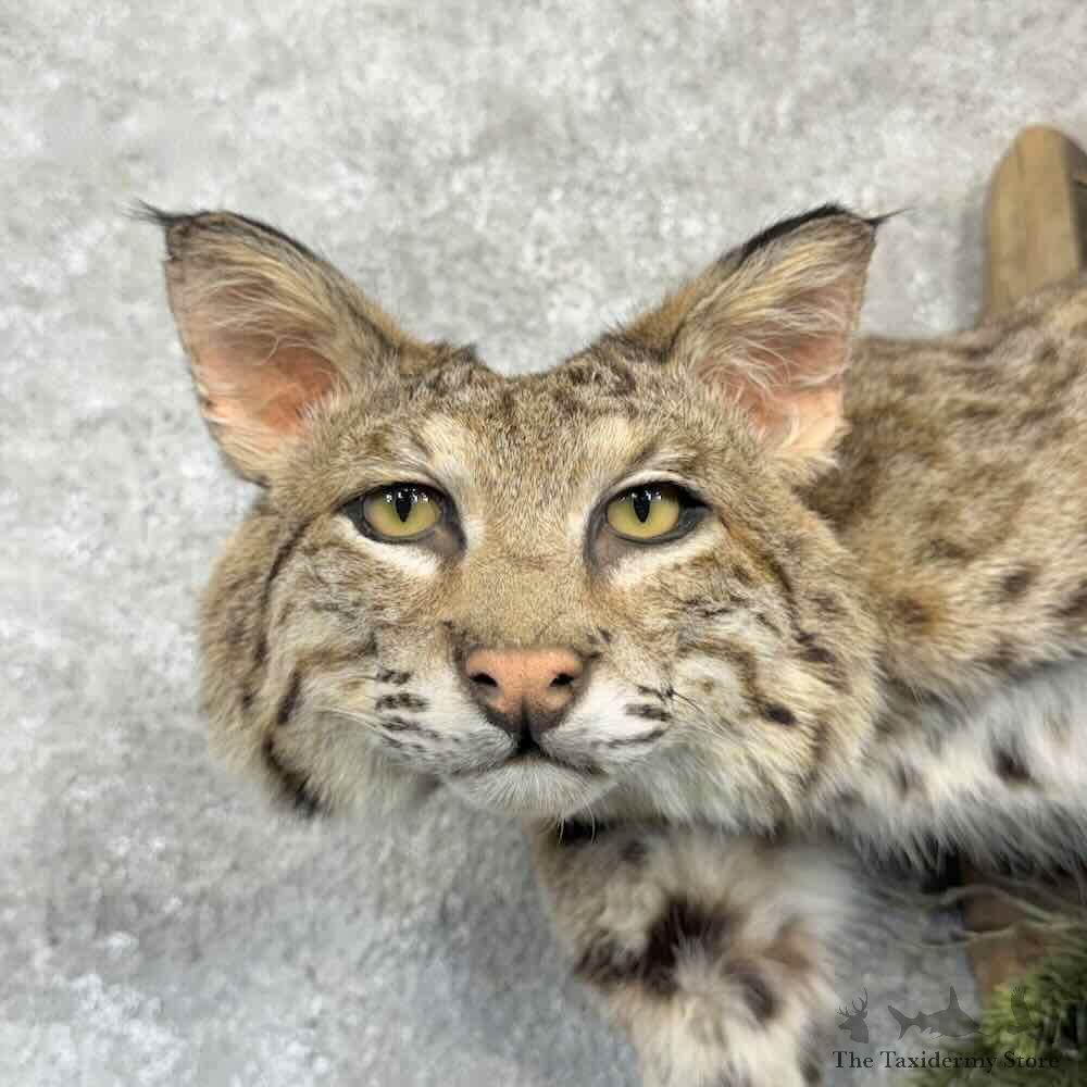 Bobcat Life Size Mount For Sale #32259 @ The Taxidermy Store