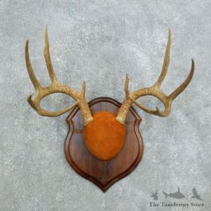 Whitetail Deer Antler Plaque Mount For Sale #18409 @ The Taxidermy Store
