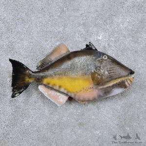 Triggerfish Fish Mount For Sale #14483 @ The Taxidermy Store