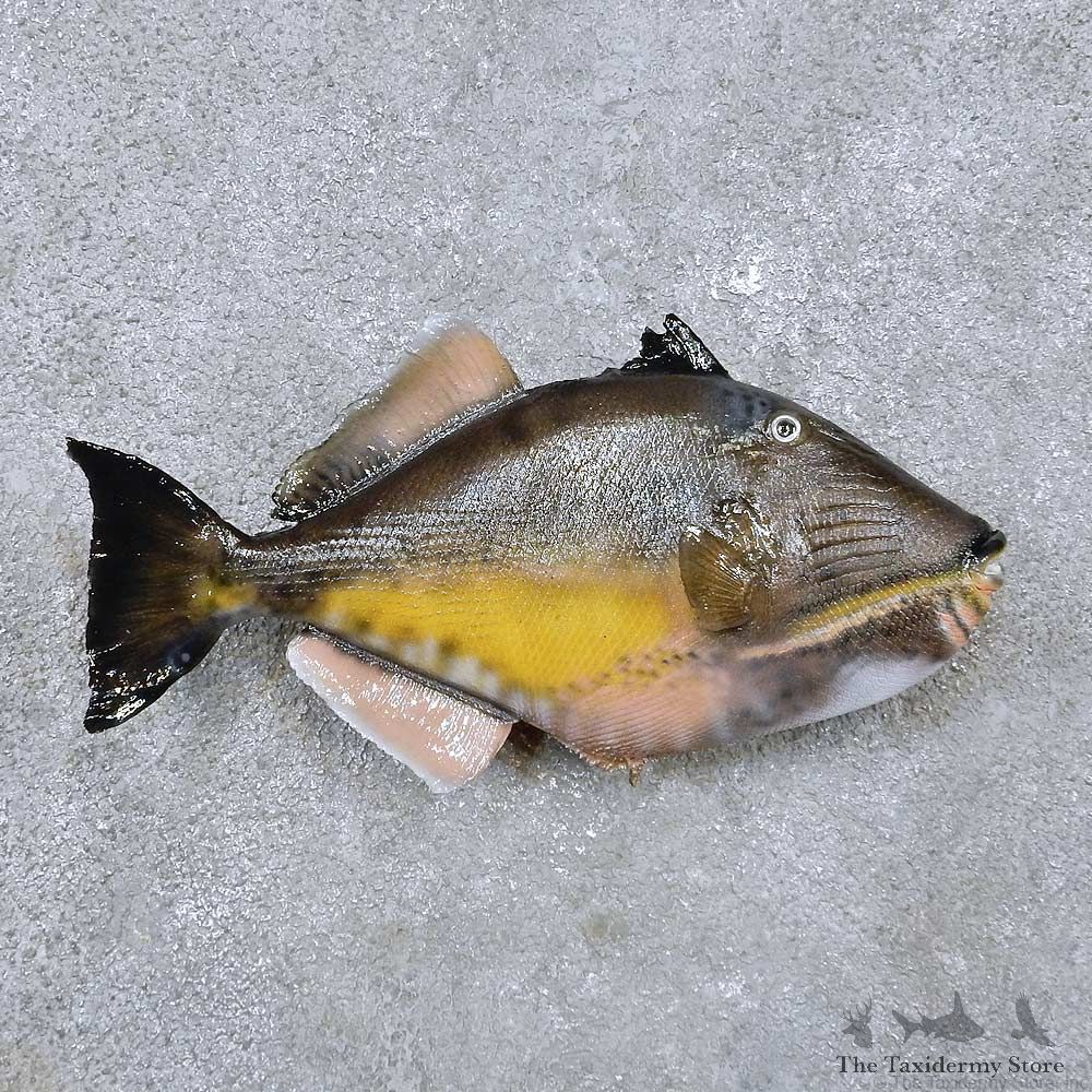 Triggerfish Fish Mount For Sale #14483 @ The Taxidermy Store