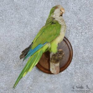 Monk Parakeet Bird Mount For Sale #15054 @ The Taxidermy Store