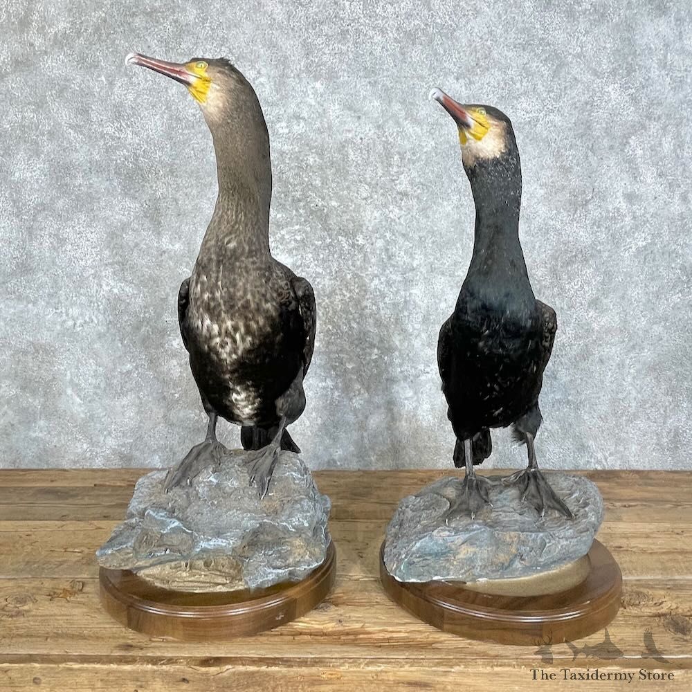 Japanese Cormorant Pair Mount For Sale #27963 @ The Taxidermy Store