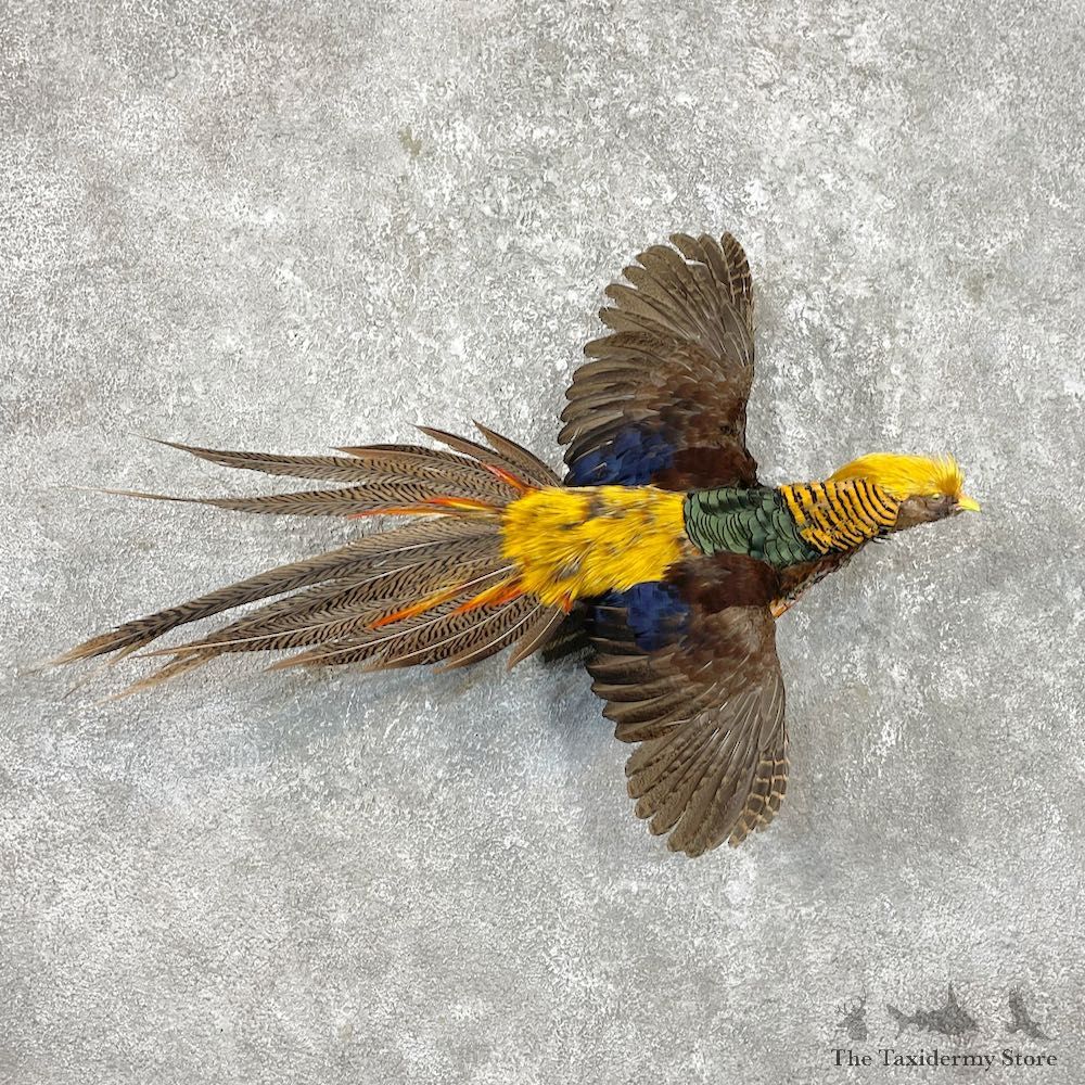 Red Golden Pheasant Mount For Sale #26273 @ The Taxidermy Store
