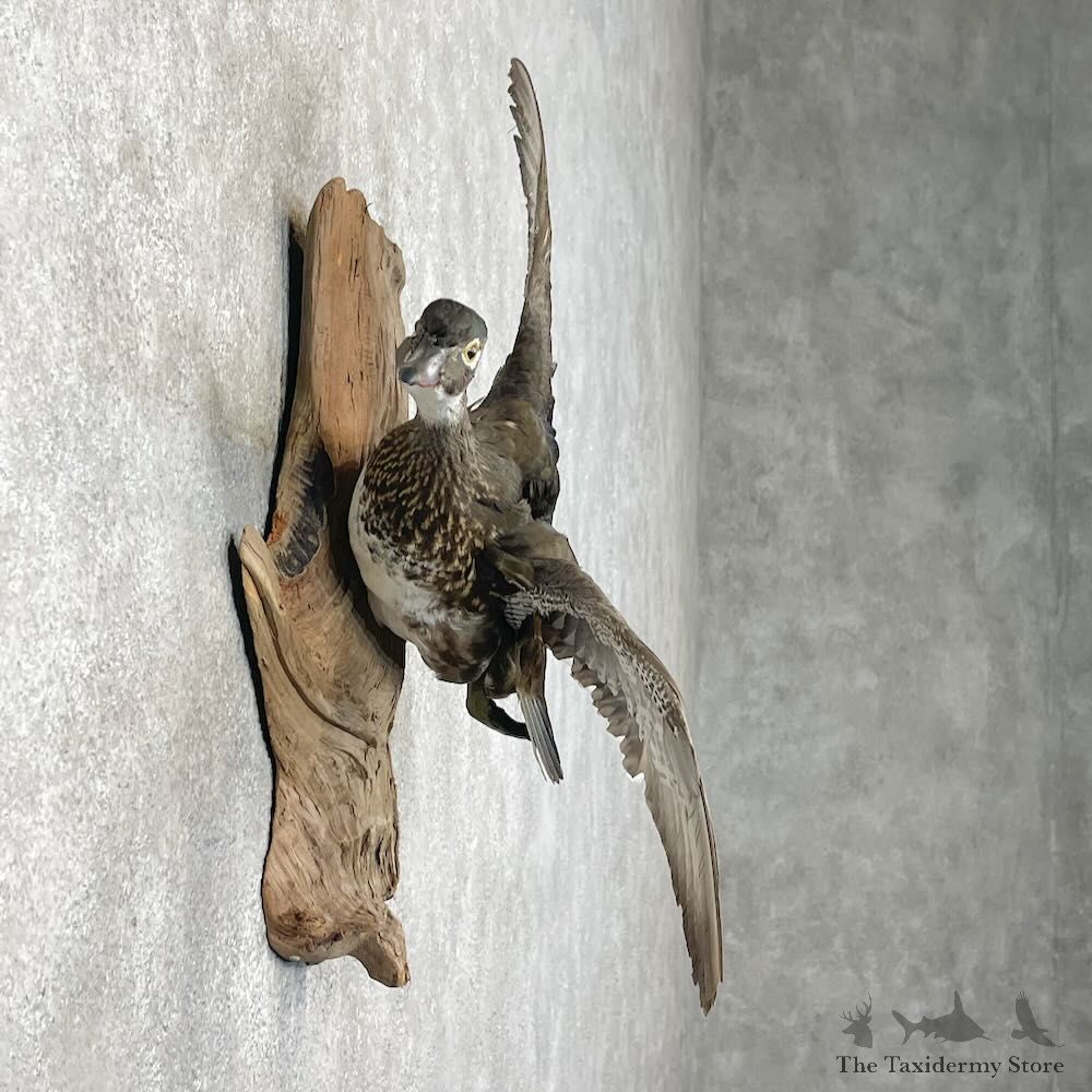 Wood Duck Hen Bird Mount For Sale #28473 @ The Taxidermy Store