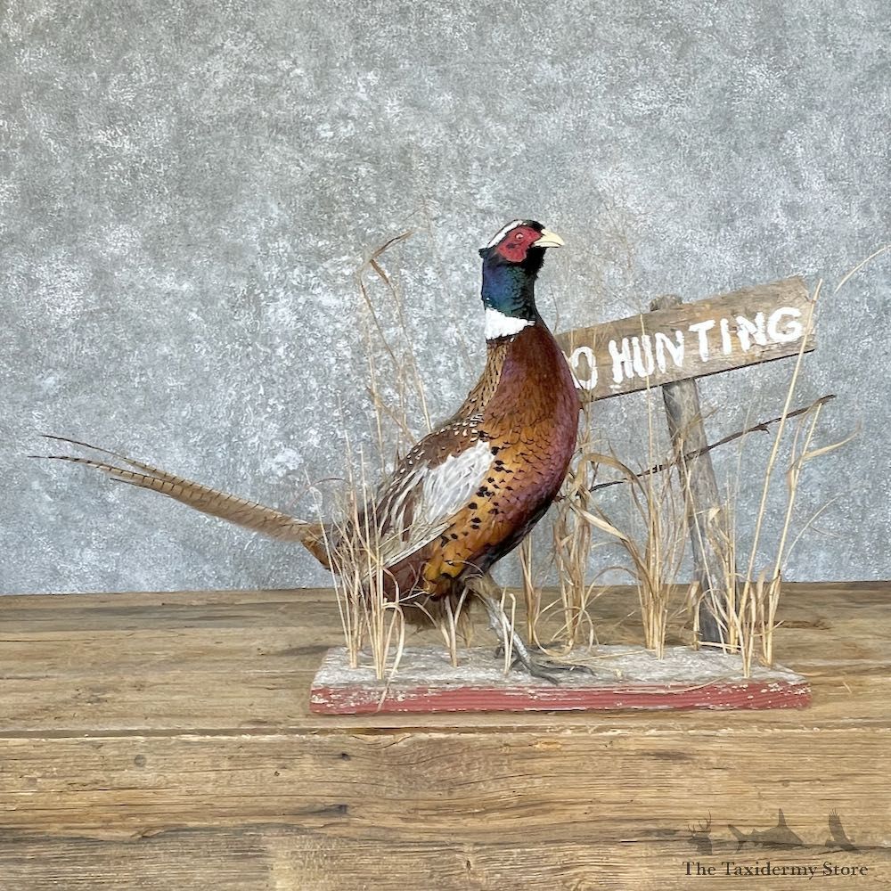 Ringneck Pheasant Bird Mount For Sale #26661 @ The Taxidermy Store