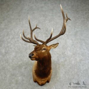 Rocky Mountain Elk Shoulder Mount For Sale #16752 @ The Taxidermy Store