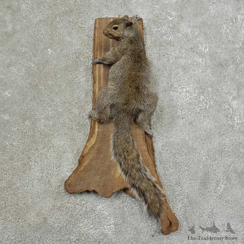 Grey Squirrel Life-Size Mount For Sale #16853 @ The Taxidermy Store