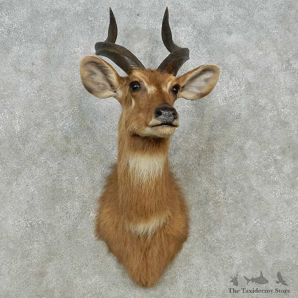 Zambezi Sitatunga Shoulder Mount For Sale #14561 @ The Taxidermy Store