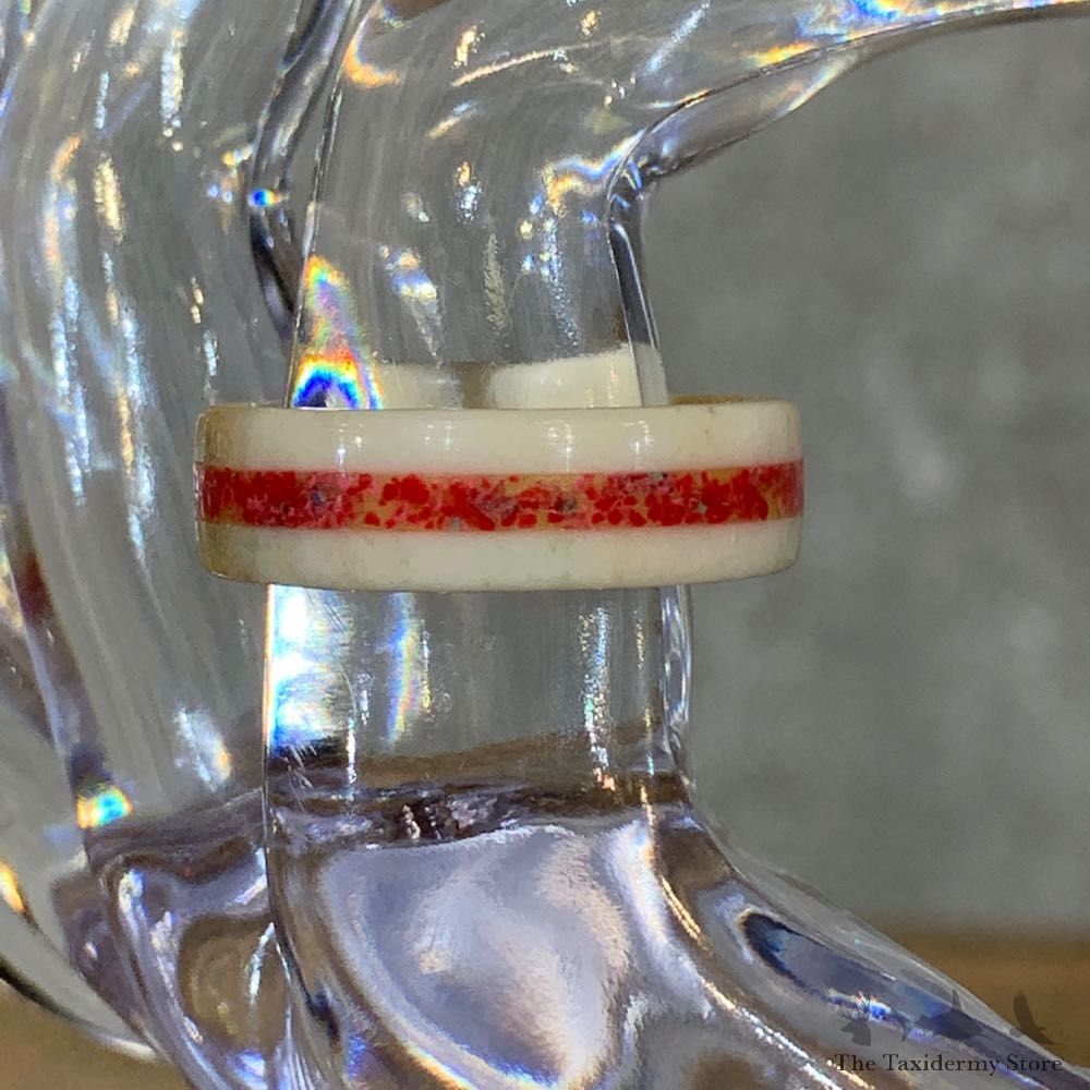 Whitetail Deer Antler Ring with Red Choral Inlay For Sale #21197 @ The Taxidermy Store