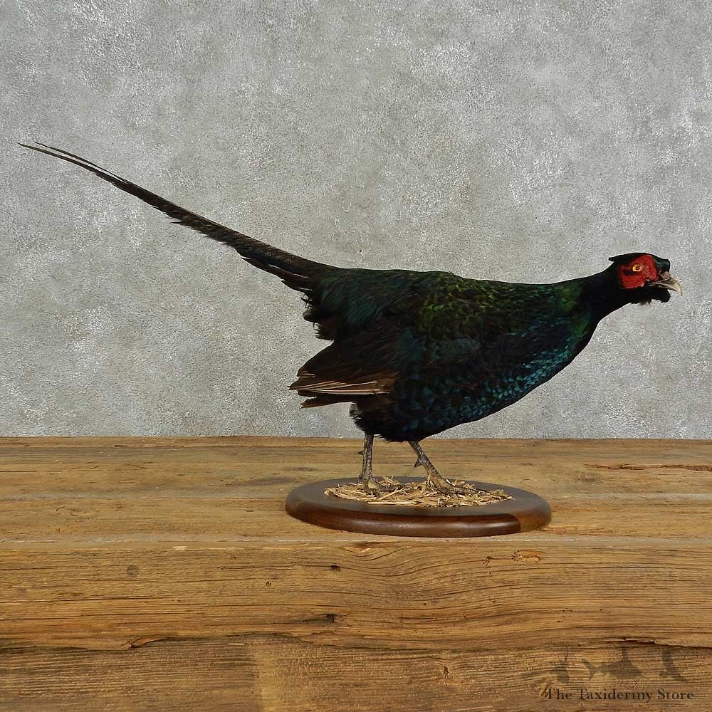 Black Pheasant Bird Mount For Sale #16941 @ The Taxidermy Store