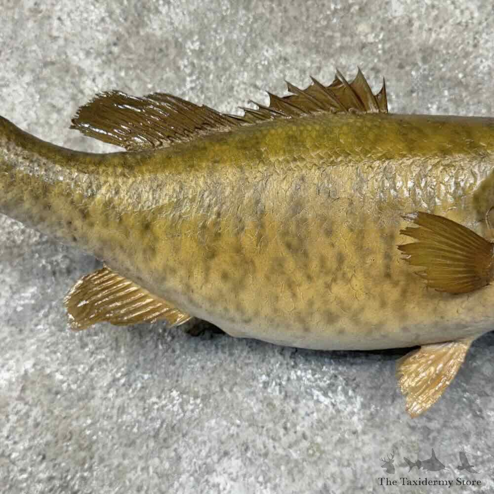 Smallmouth Bass Fish Mount For Sale #31275 @ The Taxidermy Store