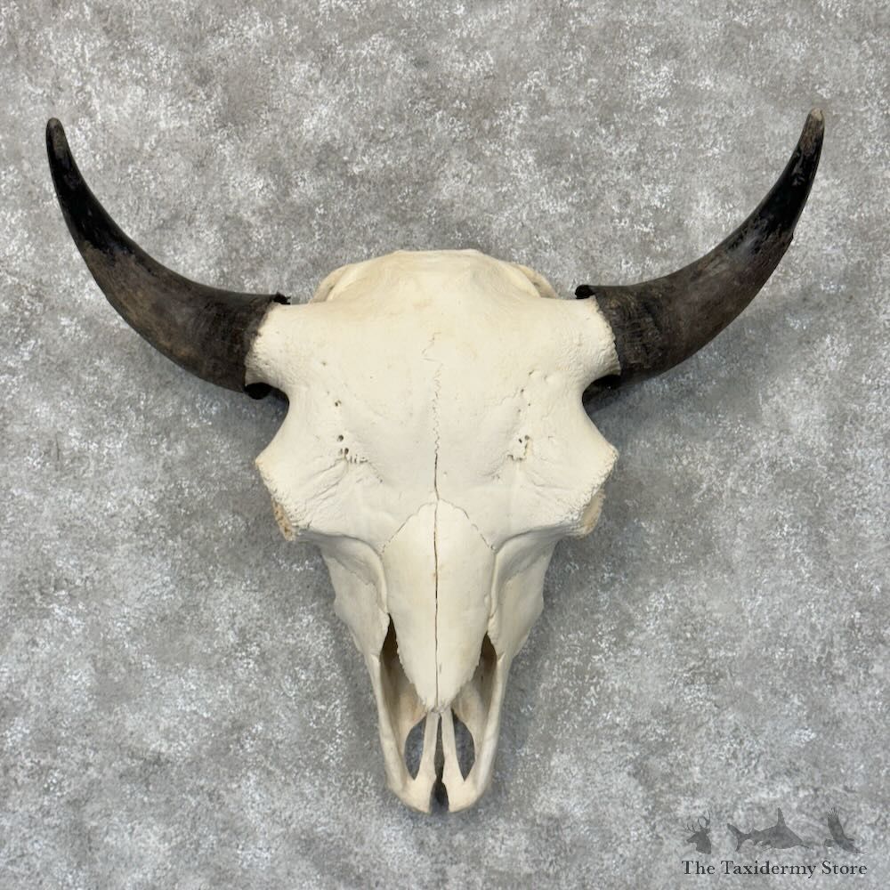 American Buffalo Bison Skull Mount For Sale #28946 @ The Taxidermy Store