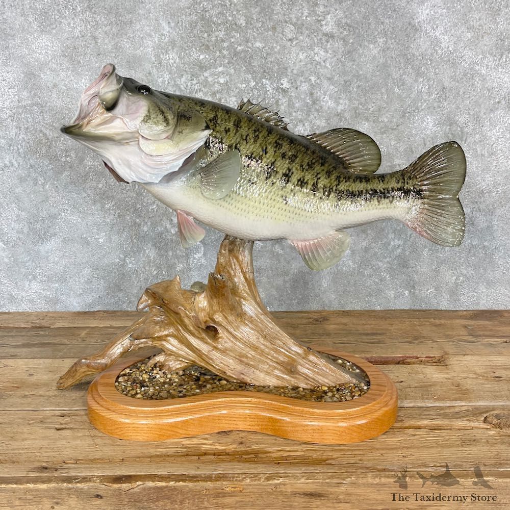 Largemouth Bass Fish Mount For Sale #27198 @ The Taxidermy Store