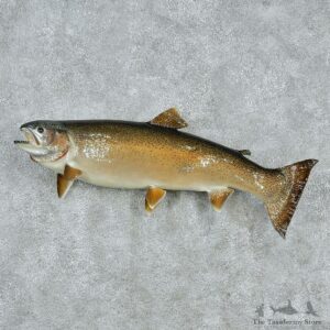 Rainbow Trout Taxidermy Fish Mount M1 #12833 For Sale @ The Taxidermy Store