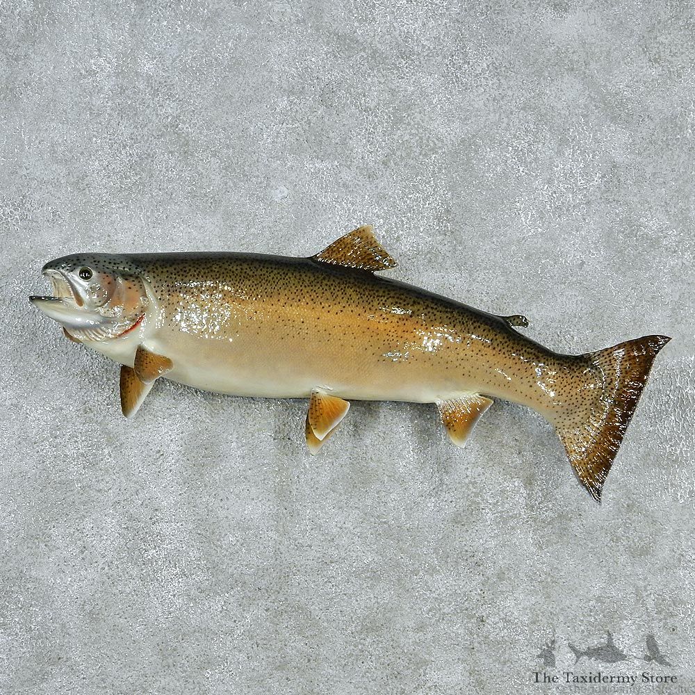 Rainbow Trout Taxidermy Fish Mount M1 #12833 For Sale @ The Taxidermy Store