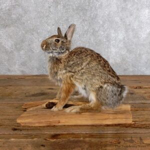 Life-size Cottontail Rabbit Taxidermy Mount For Sale #18574 @ The Taxidermy Store