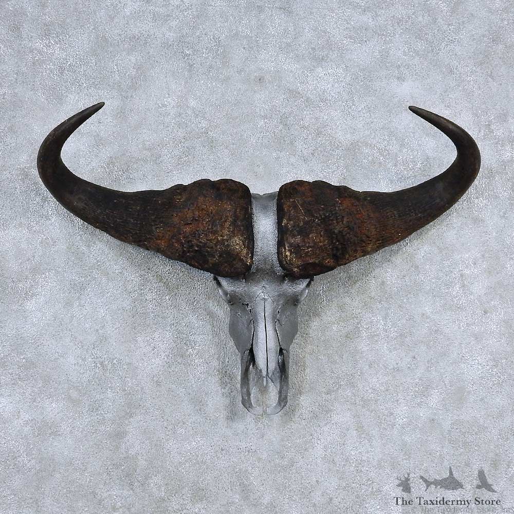 Cape Buffalo Skull Horns Mount For Sale #13902 For Sale @ The Taxidermy Store