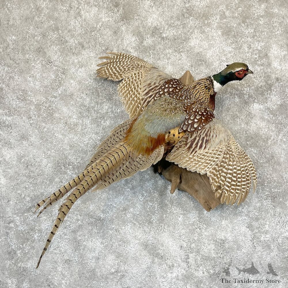 Ringneck Pheasant Bird Mount For Sale #28210 @ The Taxidermy Store