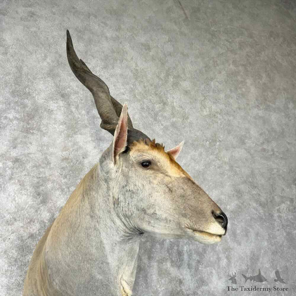 Common Cape Eland Shoulder Mount For Sale #30425 @ The Taxidermy Store