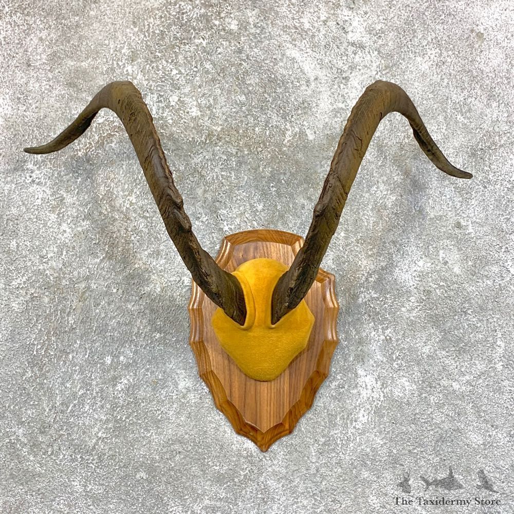 Catalina Goat Plaque Mount For Sale #23573 @ The Taxidermy Store