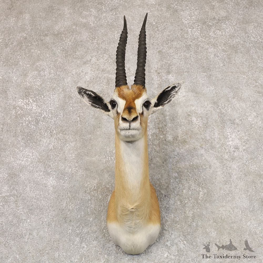 African Thomson's Gazelle Taxidermy Shoulder Mount #22526 - For Sale @ The Taxidermy Store