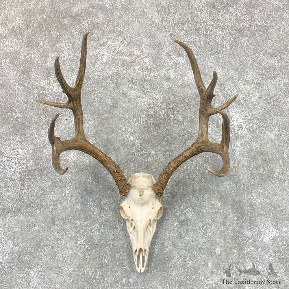 Mule Deer Skull Antler European Mount For Sale #22663 @ The Taxidermy Store