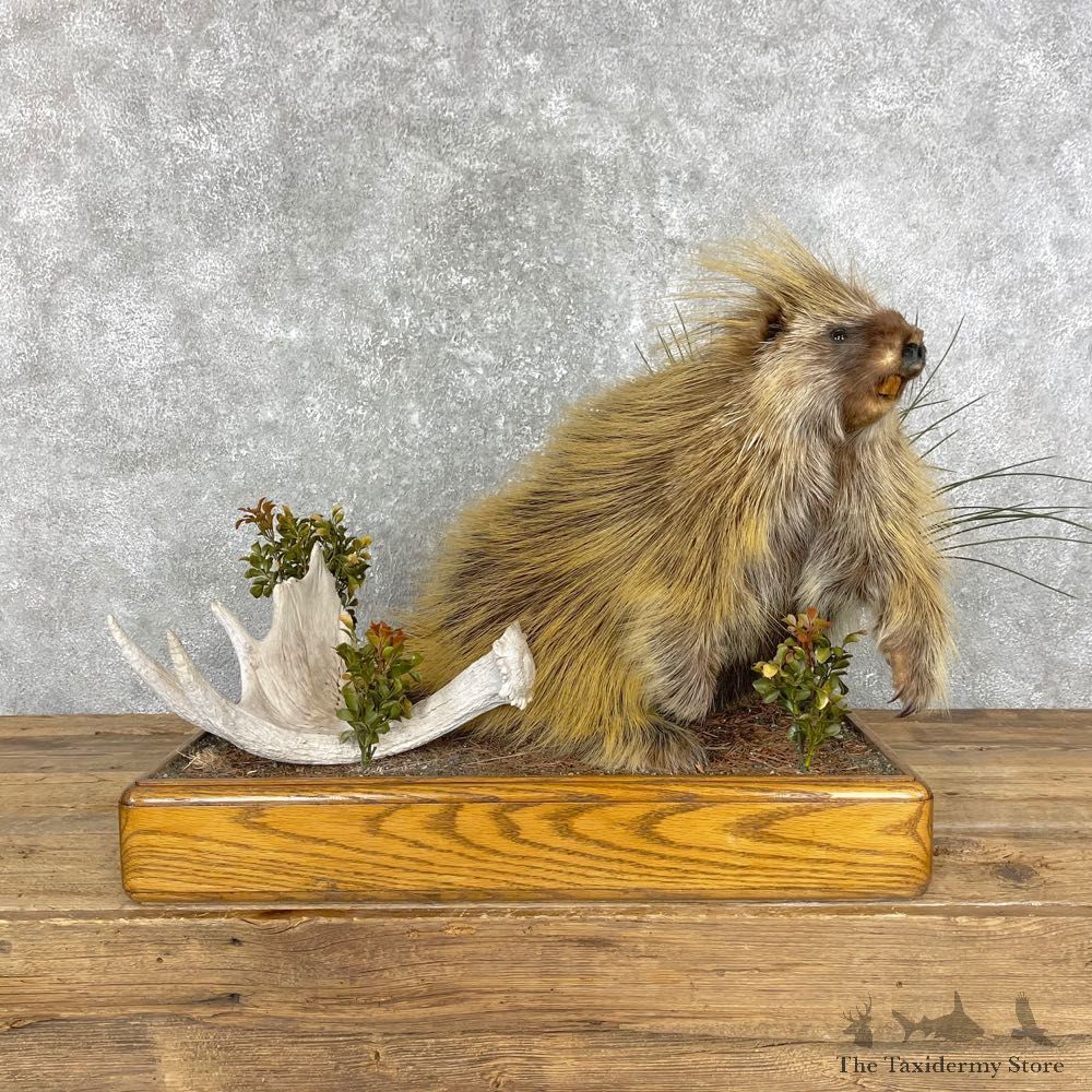 Porcupine Life-Size Mount For Sale #24842 @ The Taxidermy Store