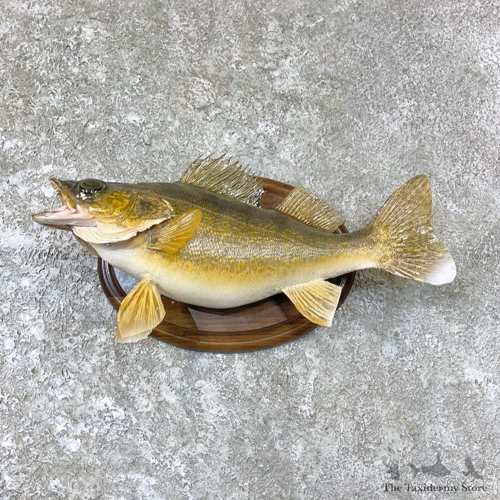 Walleye Taxidermy Fish Mount For Sale #26704 @ The Taxidermy Store