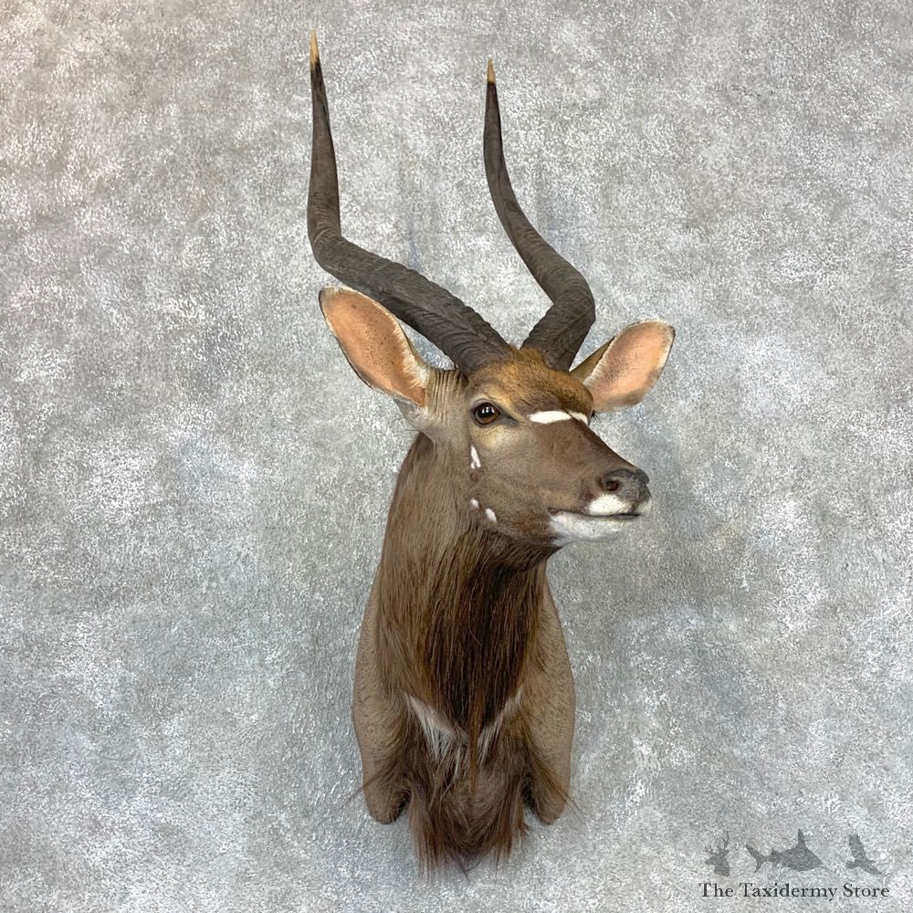 African Nyala Taxidermy Shoulder Mount #23397 For Sale @ The Taxidermy Store