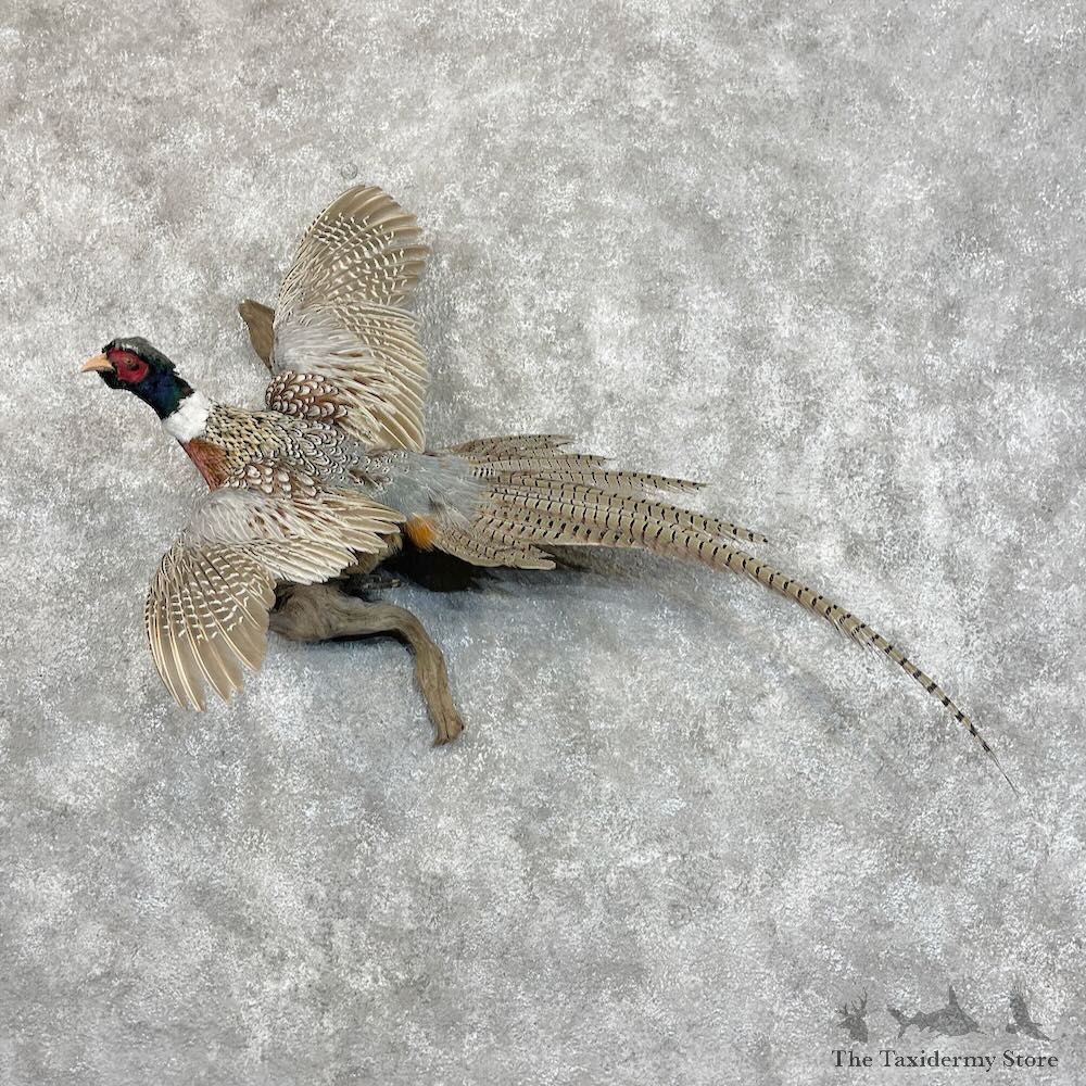 Ringneck Pheasant Bird Mount For Sale #28430 @ The Taxidermy Store