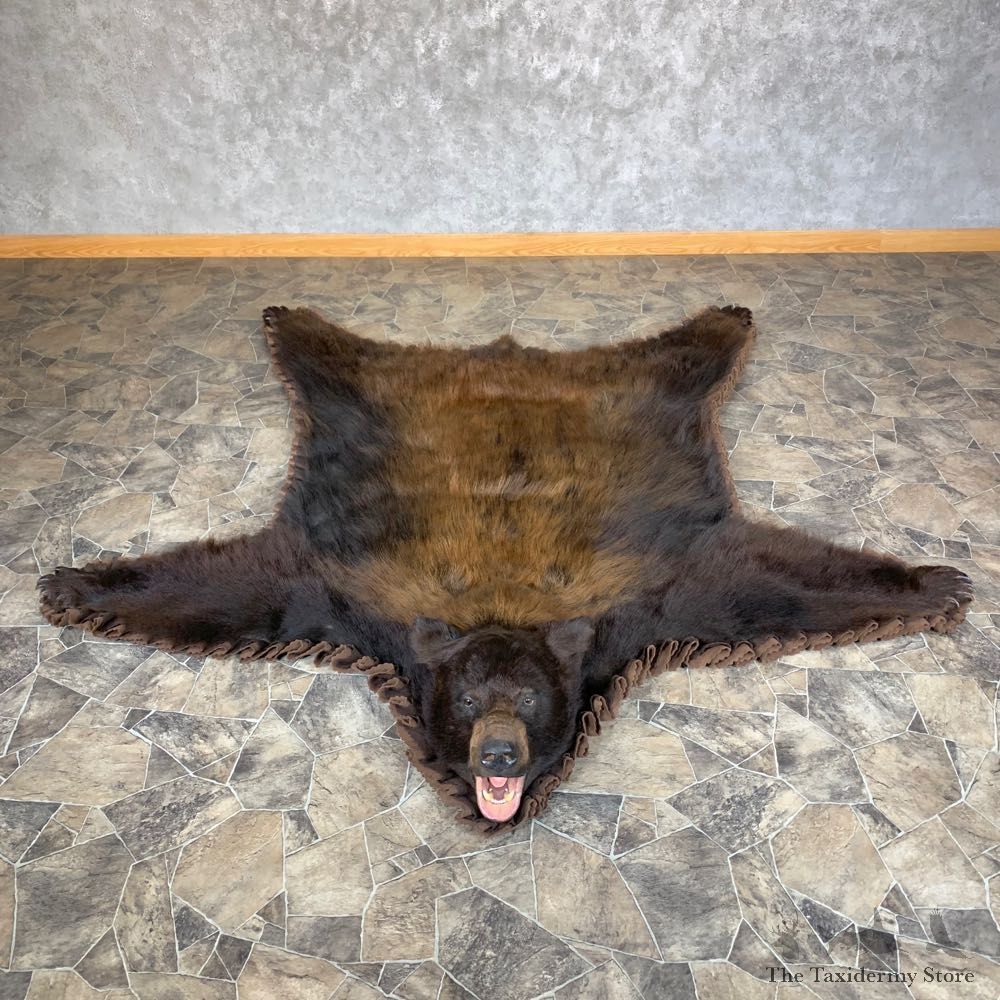 Color Phase Black Bear Full-Size Rug For Sale #23323 @ The Taxidermy Store