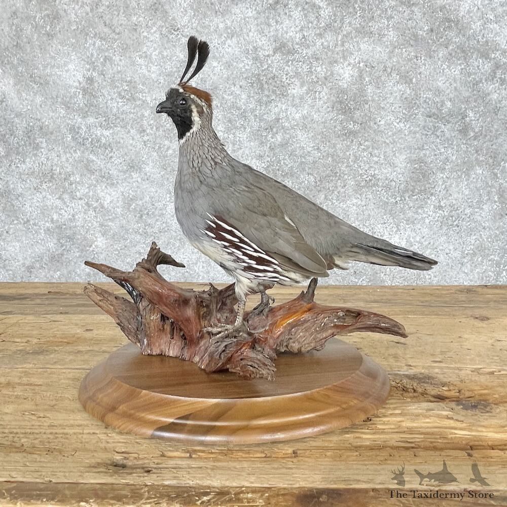 Gambel’s Quail Bird Mount For Sale #28654 @ The Taxidermy Store