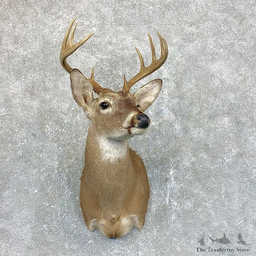 Whitetail Deer Shoulder Mount #23821 For Sale - The Taxidermy Store
