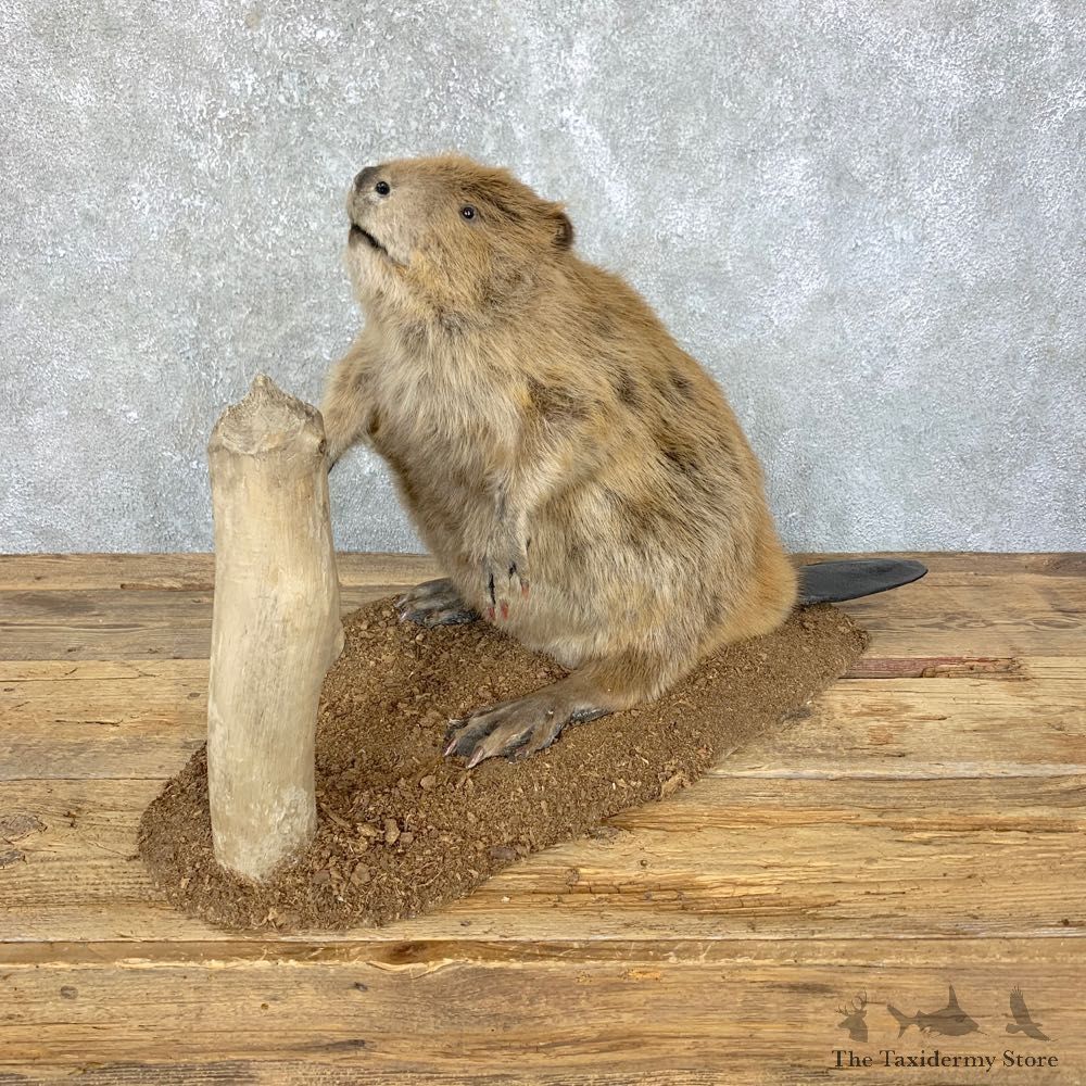 North American Beaver Mount For Sale #23920 @ The Taxidermy Store