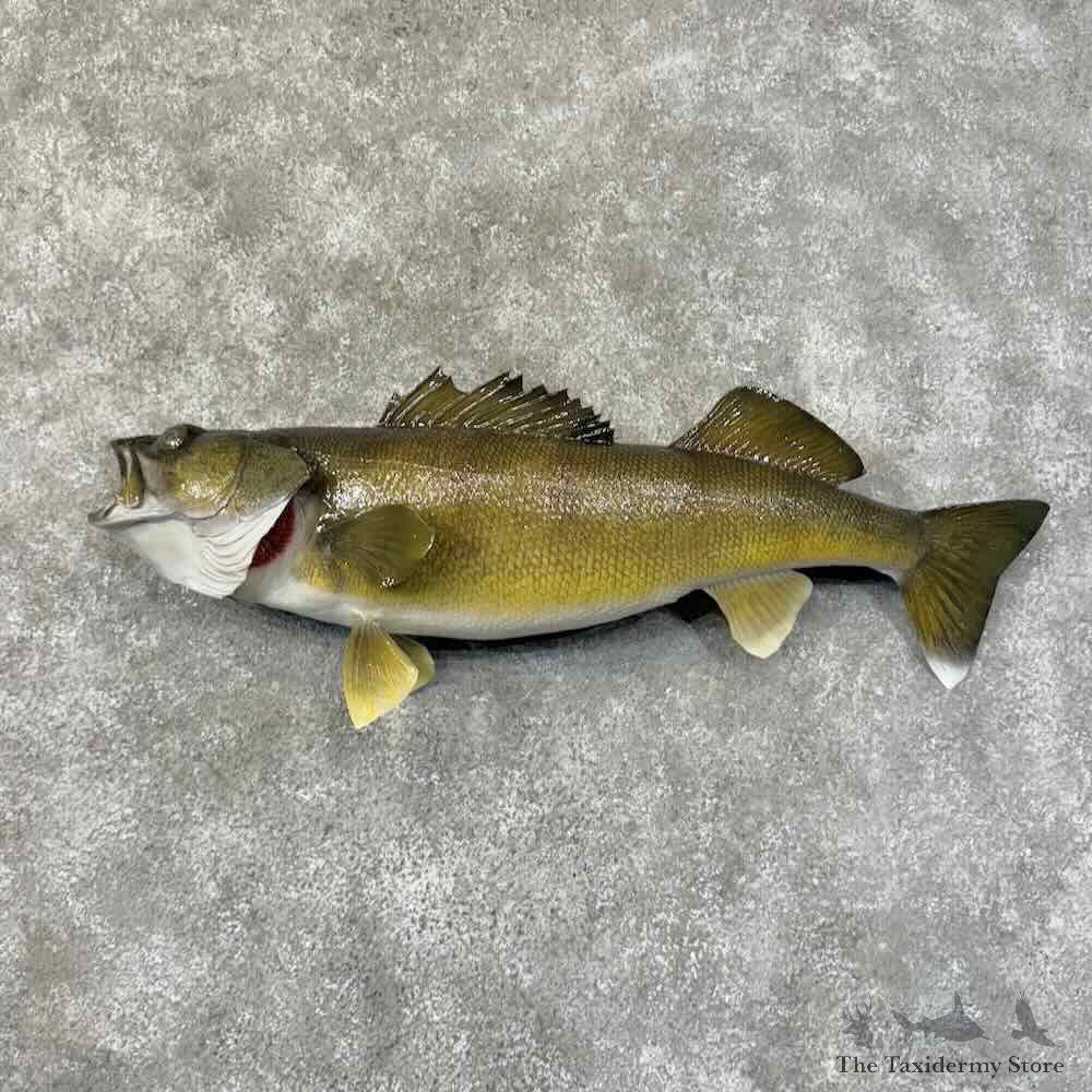 Walleye Fish Mount For Sale #31266 @ The Taxidermy Store
