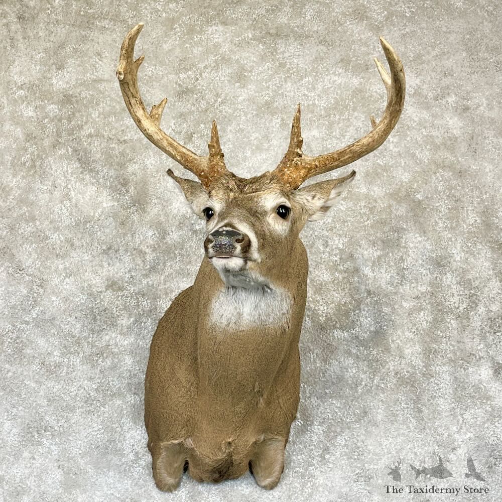 Whitetail Deer Shoulder Mount For Sale #28149 - The Taxidermy Store