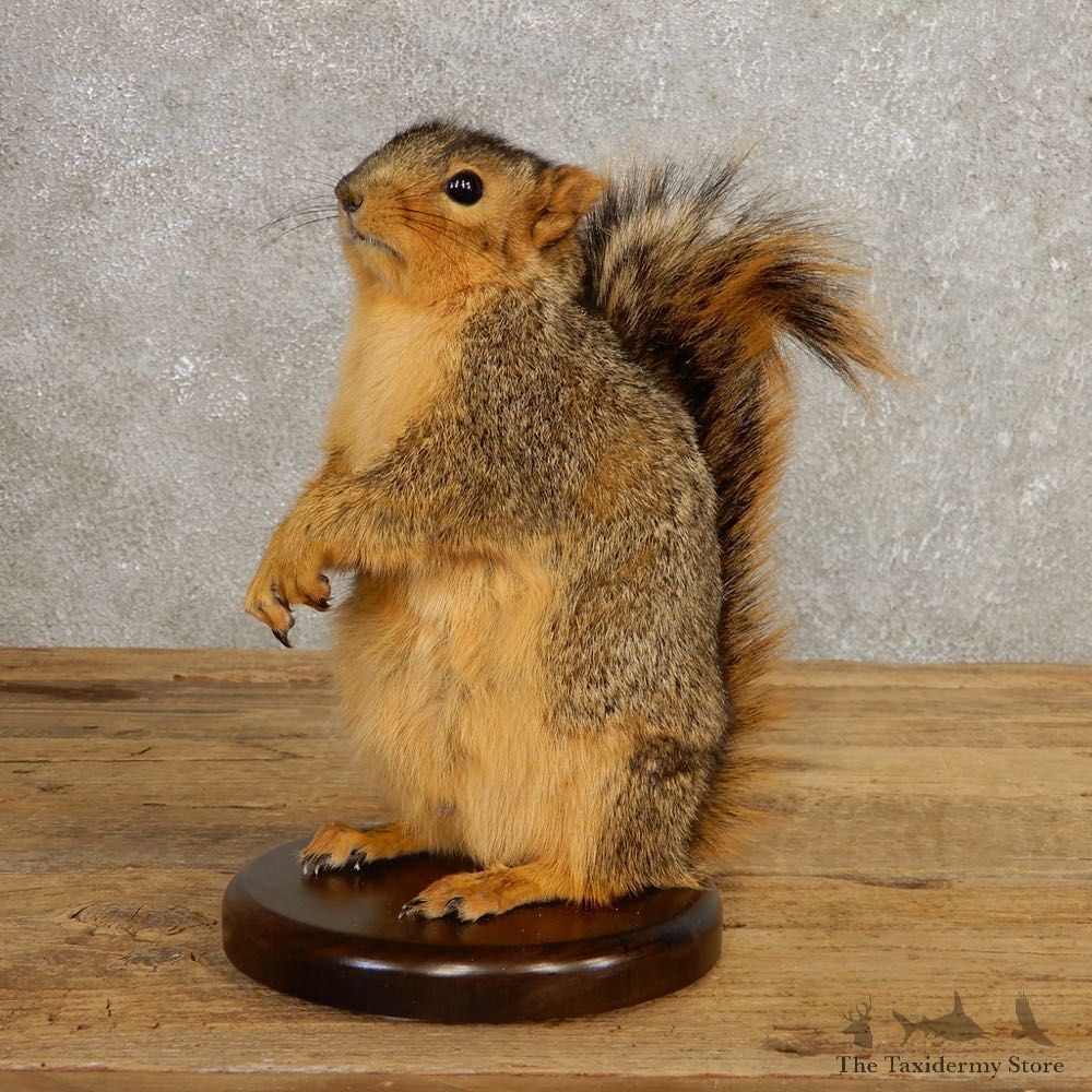 Fox Squirrel Mount For Sale #21247 @ The Taxidermy Store