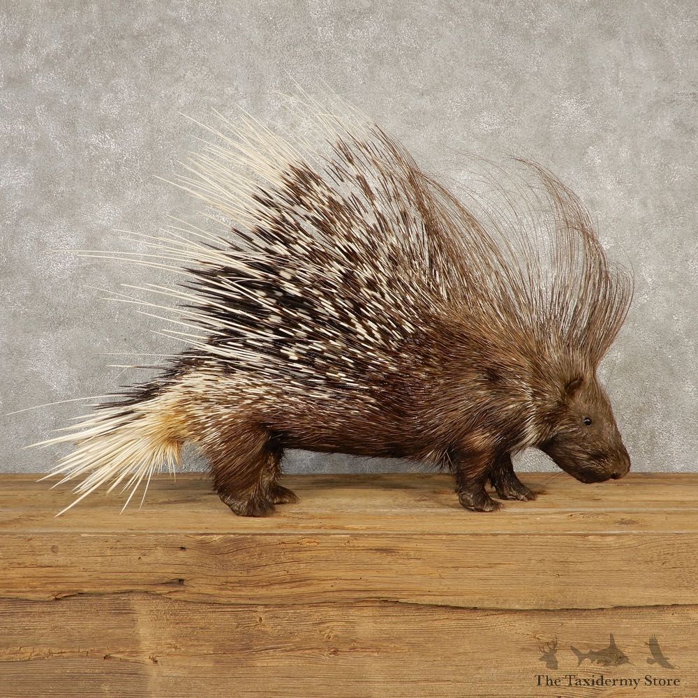 African Crested Porcupine Mount For Sale #20360 @ The Taxidermy Store