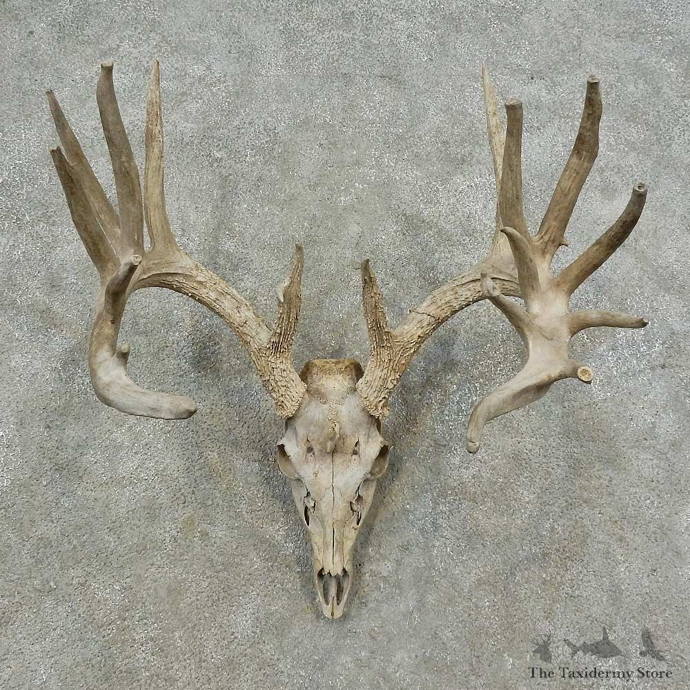 Whitetail Deer Skull European Mount For Sale #16745 @ The Taxidermy Store