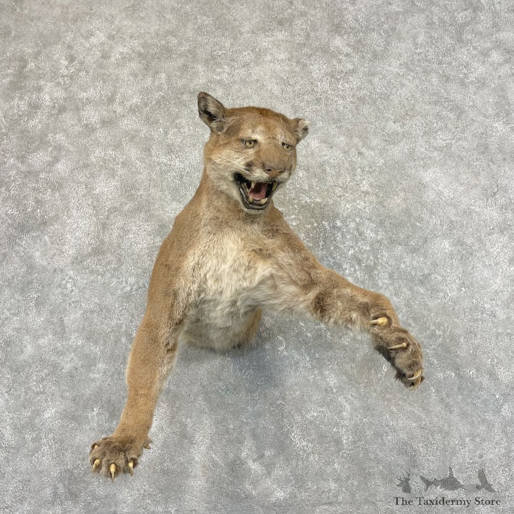 Mountain Lion Half Life-Size Mount For Sale #27644 @ The Taxidermy Store