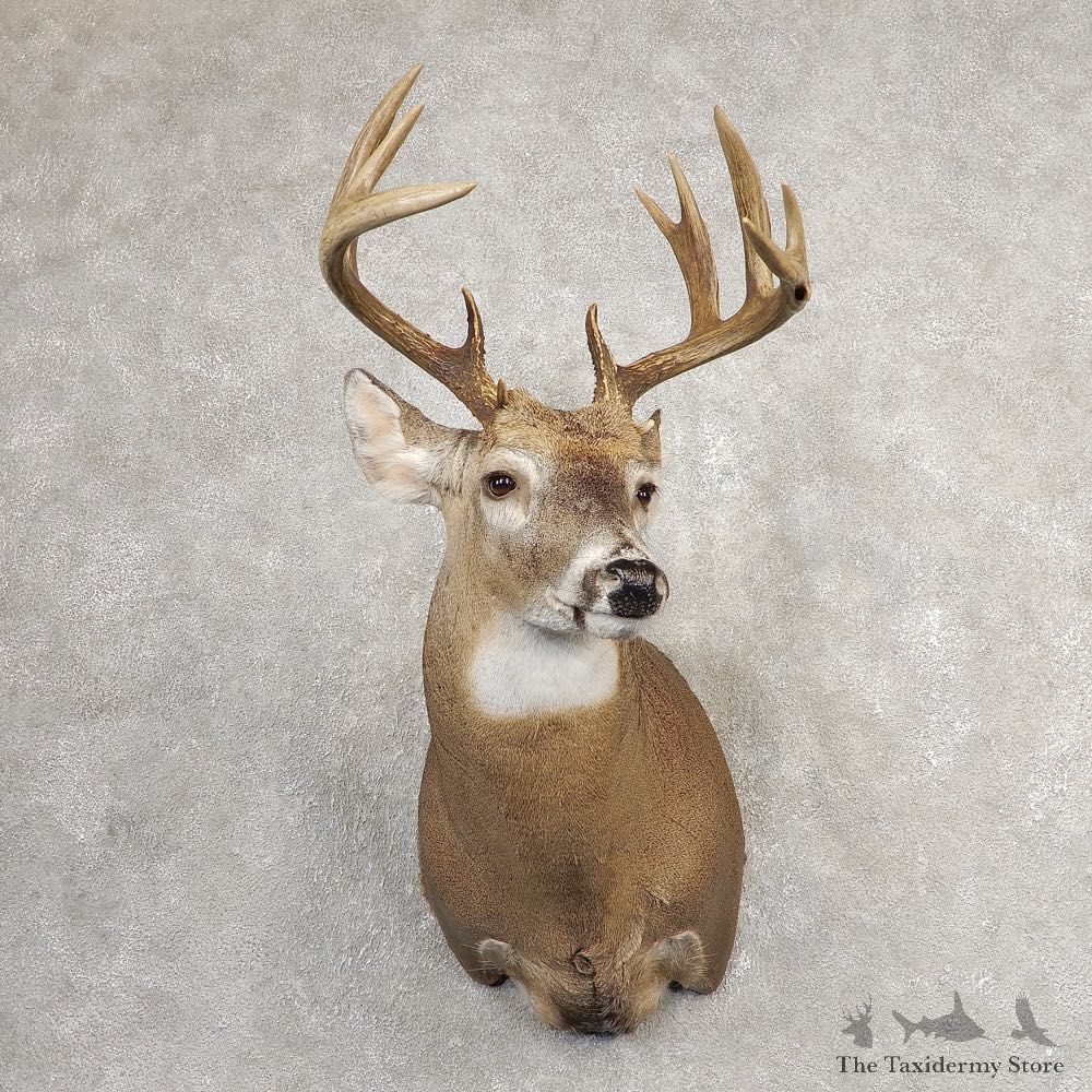 Whitetail Deer Shoulder Mount #21081 For Sale - The Taxidermy Store