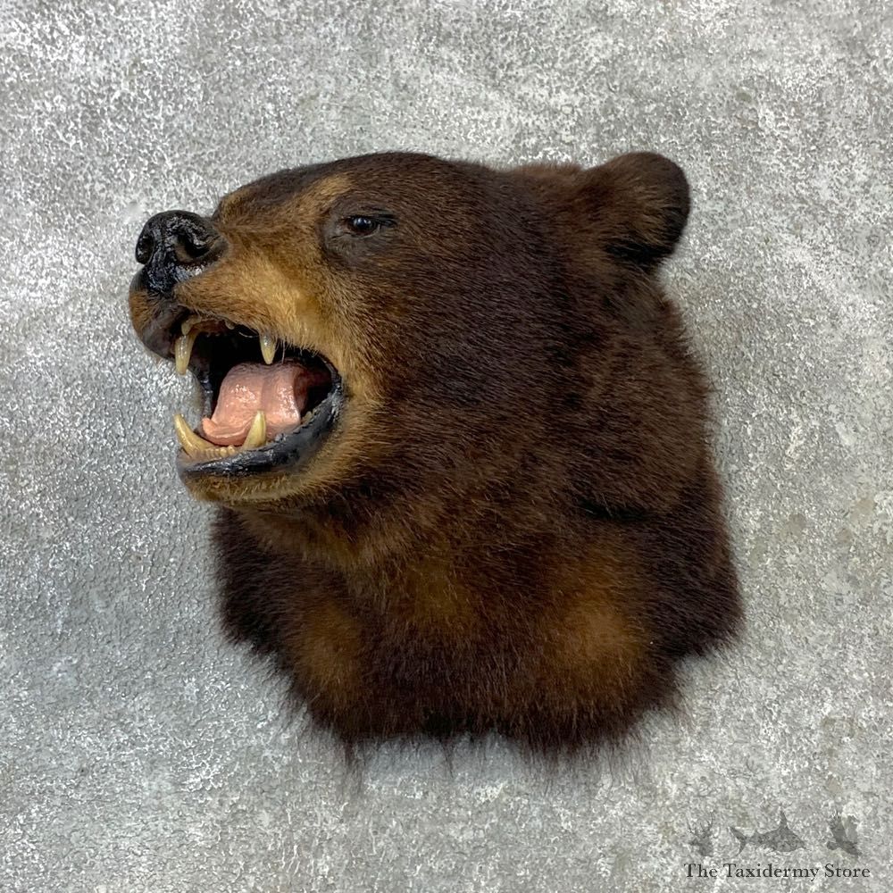 Black Bear Shoulder Mount For Sale #23093 @ The Taxidermy Store