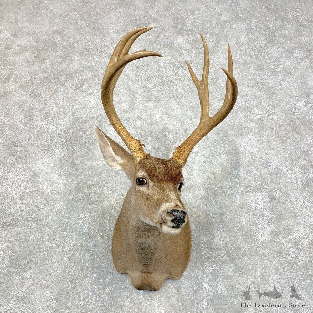 Columbian Black-tailed Deer Shoulder Mount For Sale #21719 @ The Taxidermy Store