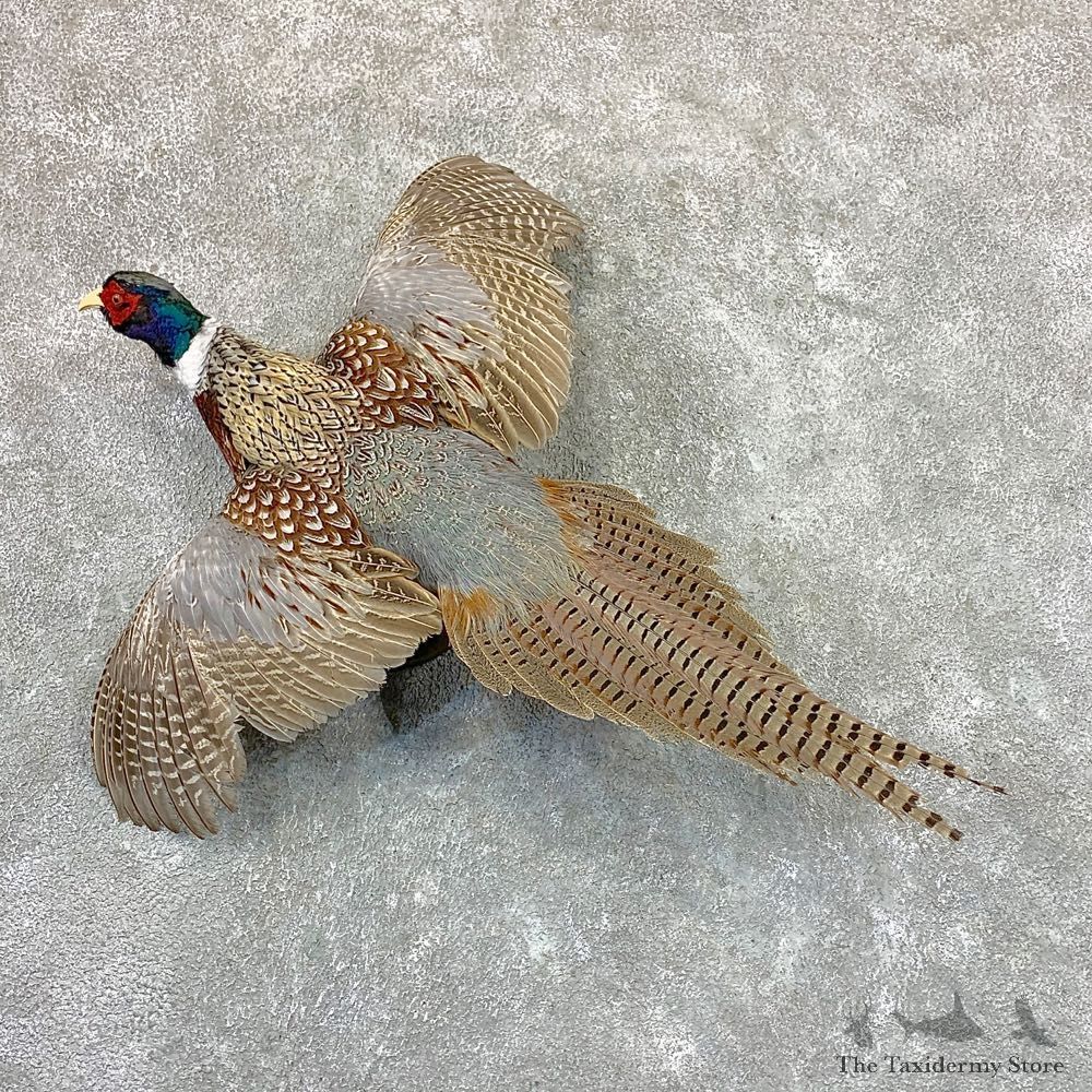 Ringneck Pheasant Bird Mount For Sale #22978 @ The Taxidermy Store