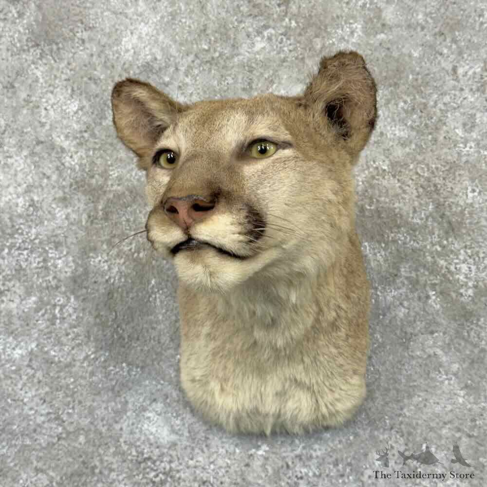 Mountain Lion Cougar Shoulder Mount For Sale #31559 @ The Taxidermy Store