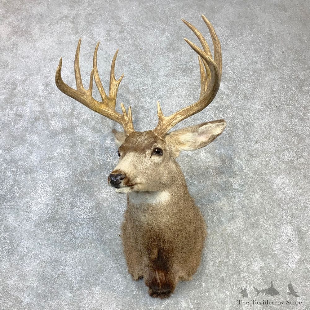 Mule Deer Shoulder Mount For Sale #23087 @ The Taxidermy Store