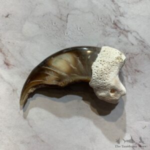 Polar Bear Claw Taxidermy For Sale #20642 - The Taxidermy Store
