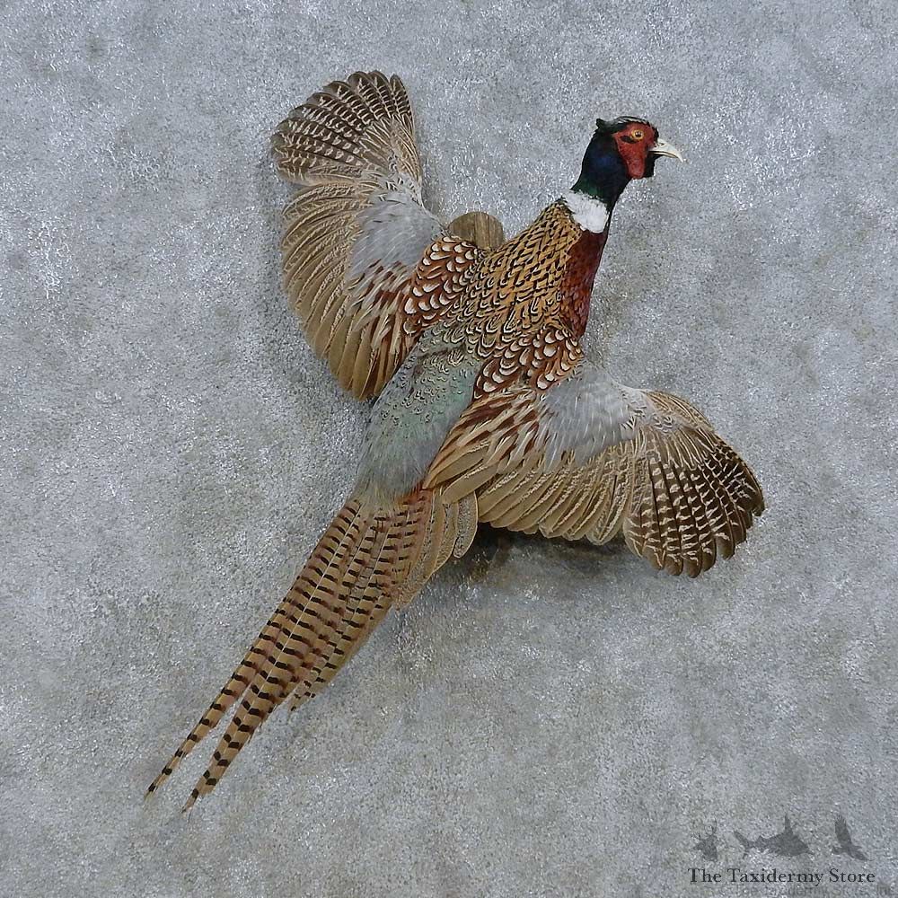 Flying Ringneck Pheasant Mount For Sale #15044 @ The Taxidermy Store