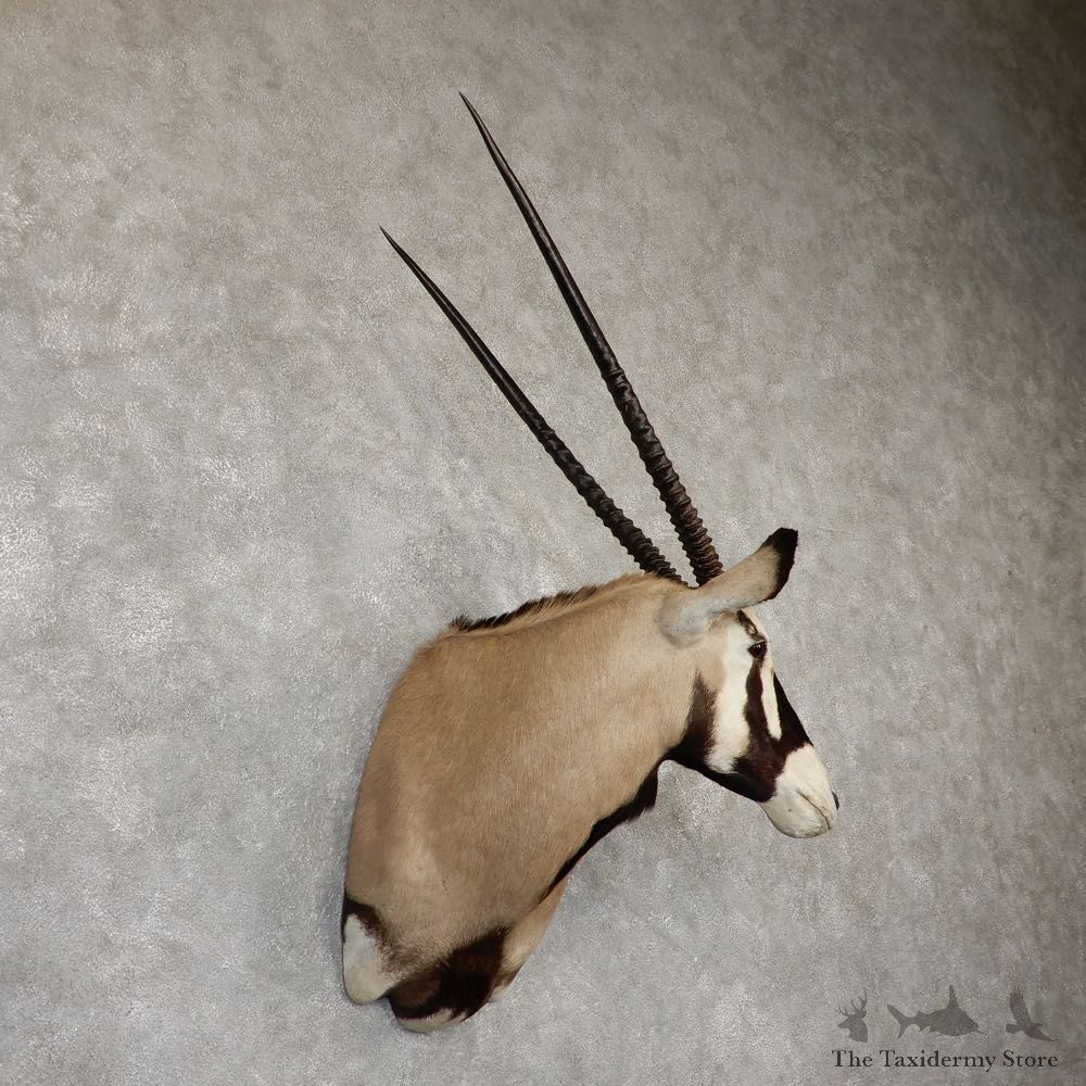 African Gemsbok Taxidermy Shoulder Mount For Sale #20186 @ The Taxidermy Store