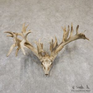 Whitetail Deer Skull European Mount For Sale #18929 @ The Taxidermy Store